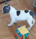 kr�sn� francouzsk� buldok