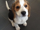 k dispozici �t��ata beagle
