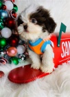 �t��ata shih tzu k dispozici k adopci