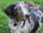 Louisiansk� leopard� pes- Catahoula s PP