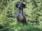 Louisiansk� leopard� pes- Catahoula s PP
