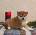 Miluj�c� Shiba Inu