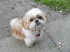 roztomil� a kr�sn� mu�sk� a �ensk� shih tzu k dispozici pro adopci. Kr�sn� a hrav�
