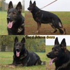 Prod�m �t��ata n�meck�ho ov��ka