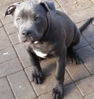 Americk� stafordsk� terier