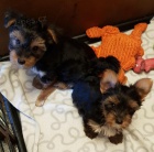 �istokrevn� york��rsk� �t��ata hledaj�c� nov� domov s mikro�ipem a rodokmenem jsou 3 m�s�ce star� s rodi�em tak� za d�rek