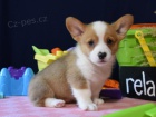 kr�sn� �istokrevn� �t��ata Pembroke corgi Pes a fena K dispozici hled�me nov� domov s mikro�ipem a rodokmenem jsou 3 m�s�ce star� s rodi�i tak� za d�rek ... E-mail ::::: brandonmba10@gmail.com