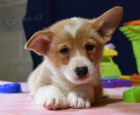 kr�sn� �istokrevn� �t��ata Pembroke corgi Pes a fena K dispozici hled�me nov� domov s mikro�ipem a rodokmenem jsou 3 m�s�ce star� s rodi�i tak� za d�rek ... E-mail ::::: brandonmba10@gmail.com
