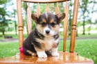 kr�sn� �istokrevn� �t��ata Pembroke corgi Pes a fena K dispozici hled�me nov� domov s mikro�ipem a rodokmenem jsou 3 m�s�ce star� s rodi�i tak� za d�rek ... E-mail ::::: brandonmba10@gmail.com