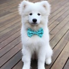 kr�sn� �istokrevn� samojedsk� �t��ata Samci a samice K dispozici hledaj� nov� domov s mikro�ipem a rodokmenem jsou 3 m�s�ce star� se sv�mi rodi�i tak� za ... E-mail ::::: brandonmba10@gmail.com