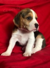 �t��ata Beagle