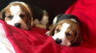 �t��ata Beagle