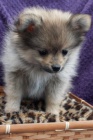 Pomeraniansk�ch Mini
