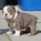 Anglick� buldok �t��ata