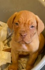 �t��ata Dogue De Bordeaux