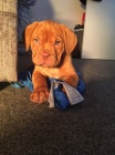 �t��ata Dogue De Bordeaux