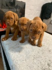 �t��ata Dogue De Bordeaux