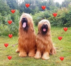 BRIARD - plav� �t���tka