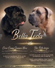�t�n�tka Cane Corso s PP