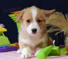 kr�sn� �istokrevn� �t��ata Pembroke corgi Pes a fena K dispozici hled�me nov� domov s mikro�ipem a rodokmenem jsou 3 m�s�ce star� s rodi�i tak� za d�rek ... E-mail ::::: brandonmba10@gmail.com