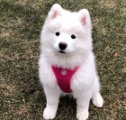 kr�sn� �istokrevn� �t��ata Samojed pes a fena K dispozici hled�me nov� domov s mikro�ipem a rodokmenem jsou 3 m�s�ce star� s rodi�i tak� za d�rek ... E-mail ::::: brandonmba10@gmail.com