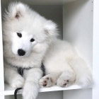 kr�sn� �istokrevn� �t��ata Samojed pes a fena K dispozici hled�me nov� domov s mikro�ipem a rodokmenem jsou 3 m�s�ce star� s rodi�i tak� za d�rek ... E-mail ::::: brandonmba10@gmail.com