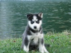 nyn� k dispozici, kr�sn� a hrav� ps� a sibi�sk� husky �t��ata k dispozici pro adopci.3 m�s�ce star�