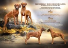 Rhod�sk� ridgeback - �t���tka s PP