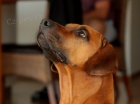Rhod�sk� ridgeback - �t���tka s PP