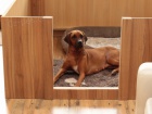 Rhod�sk� ridgeback - �t���tka s PP