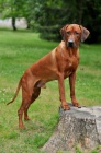 Rhod�sk� ridgeback - �t���tka s PP