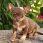 dv� �t���tka �ivava zdarma a �ivava s rodokmenem k adopci