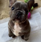 k dispozici nyn�, kr�sn� a hrav� francouzsk� buldok �t��ata k dispozici k adopci.12 t�dn� star�