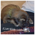 �t���tka Tibetsk� dogy s PP