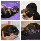 �t���tka Tibetsk� dogy s PP