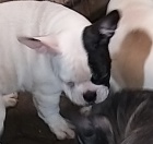 Francouzsk� buldo�ek bez pp