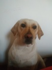 Labradorsk� retriever s PP