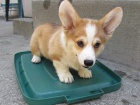 n�dhern� �t���tka z pembroke welsh corgis