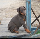 Dobrman �t��ata s rodokmenem z CHS HP prod�m