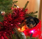 york��rsk� teri�r miniaturn� �t��ata