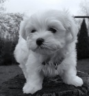 Malt�z��ek  - Malt�zsk� ps�k s PP