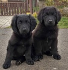 Hovawart s PP - �t���tka