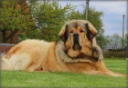Tibetsk� doga s PP
