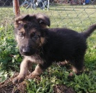 N�m. ov��k - �t�n�tka s PP