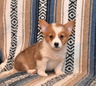 Miluj�c� vel�sk� Corgi (Pembroke)
