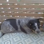 mil��ek �t��at australsk�ho skotsk�ho psa k adopci.