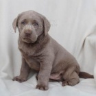 drah� �t��ata labradorsk�ho retr�vra k adopci.