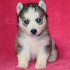 drah� �t��ata sibi�sk�ho Huskyho k adopci.