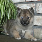 Miluj�c� Pomsky �t���tka k adopci.