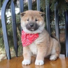 roztomil� �t��ata Shiba Inu k adopci